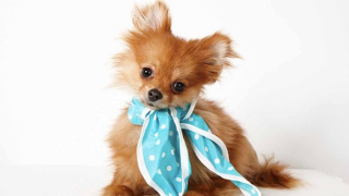 Illustration for article titled Adorable Adoptable Animals in Accessories Will Make Your Eyes Leak